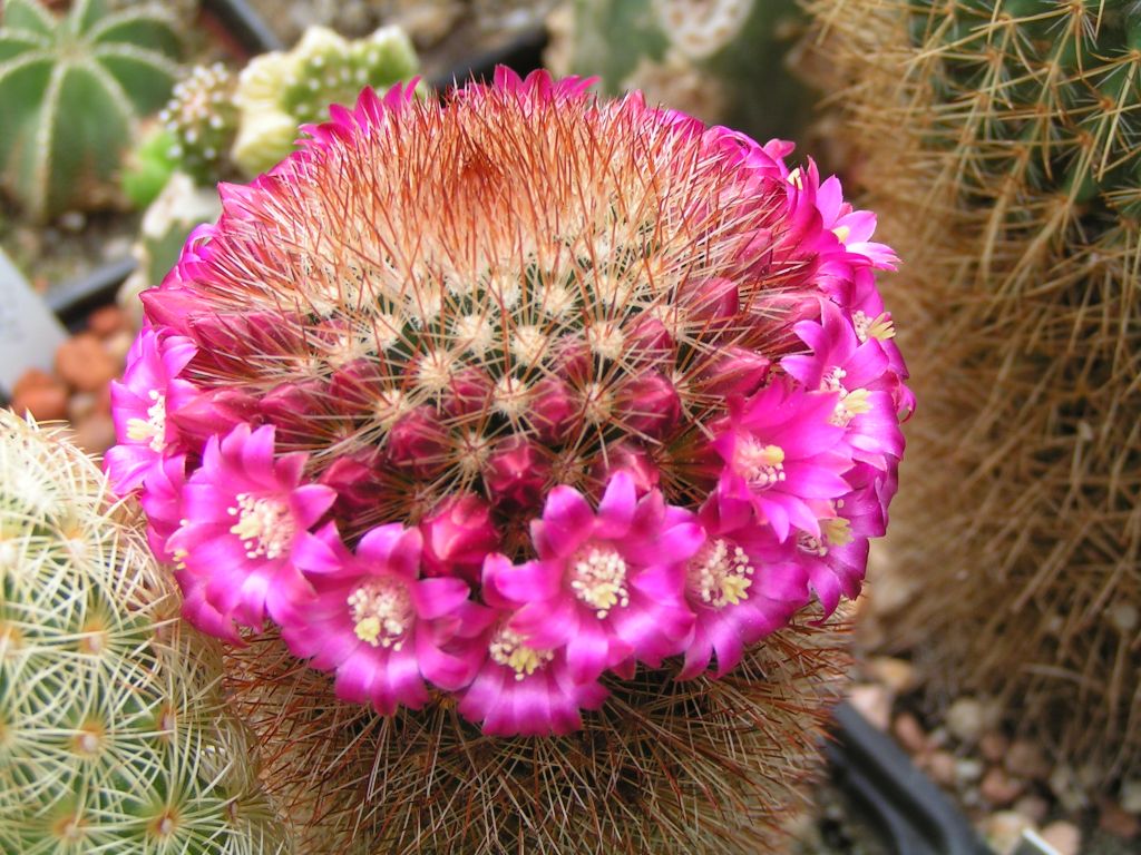 Mammillaria pilcayensis v. chrysodactyla